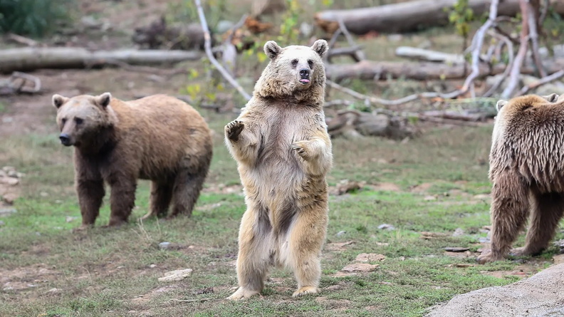 Brown Bears, Ovakorusu Celal Acar Wildlife Rescue and Rehabilitation Centre, Bursa, Turkey